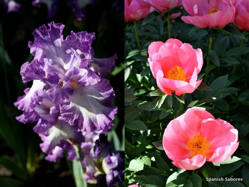 Botanical Garden Madrid Flowers