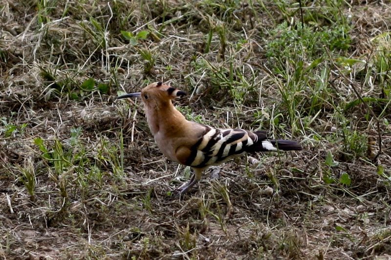 Black and white striped bird