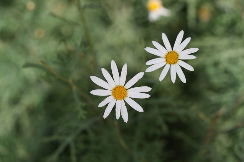 Two daisies