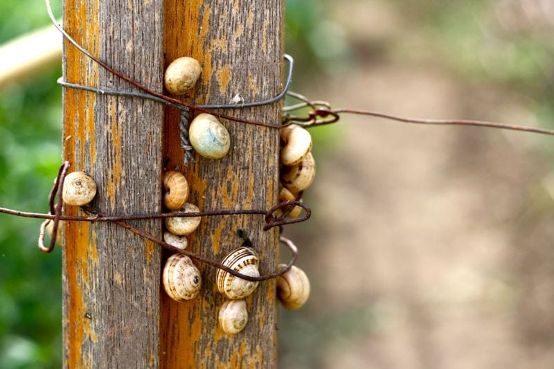 Snails in the Garden