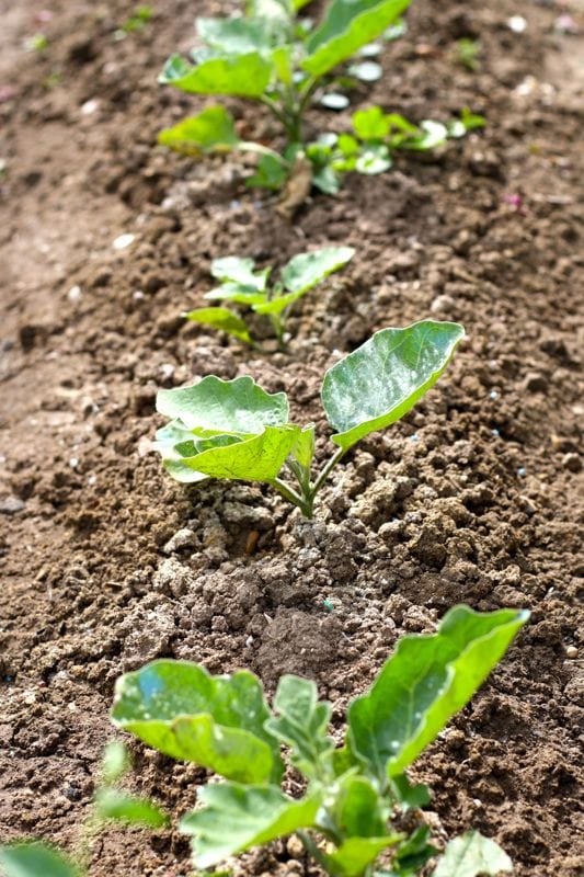 Lettuce Patch