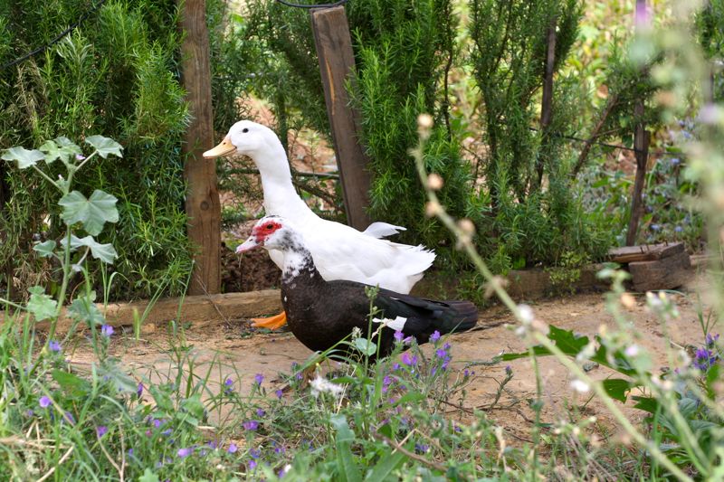 Two ducks walking