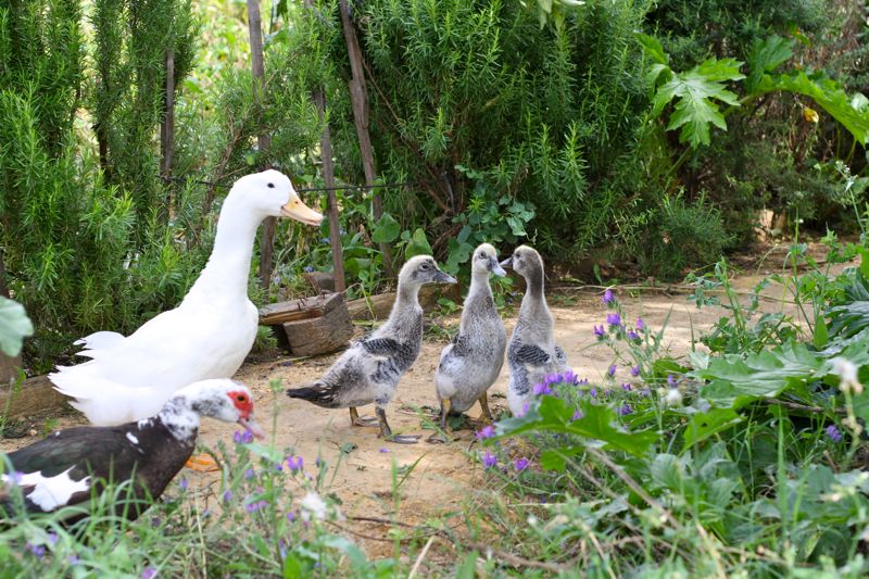 Baby ducks with parents