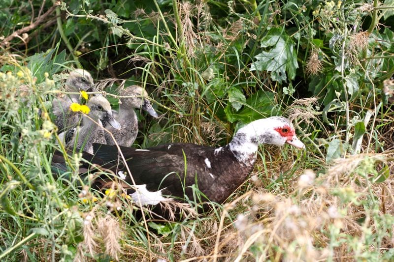 mother duck and babies