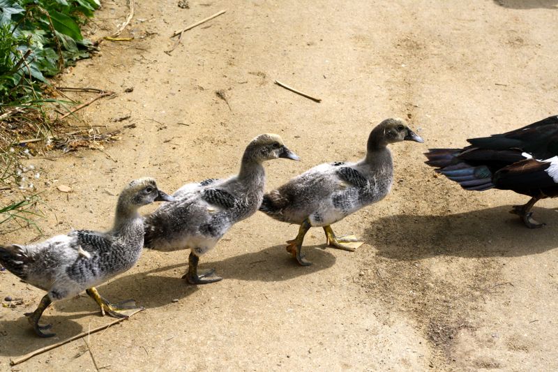 Row of ducks