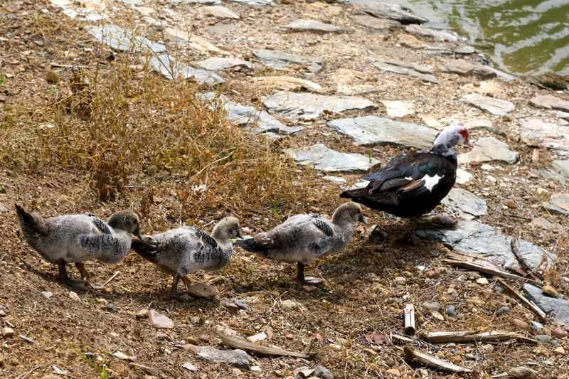 Ducks in Water