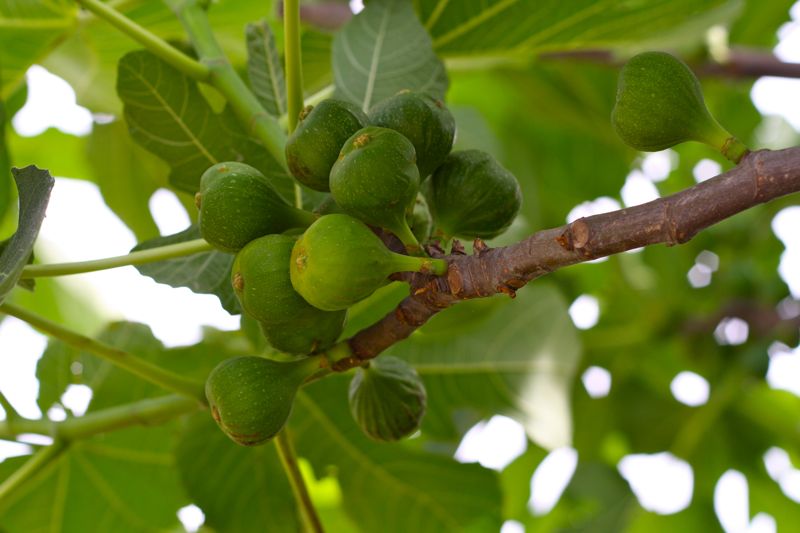 Figs on a tree