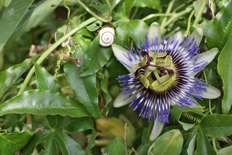 Purple flower vine