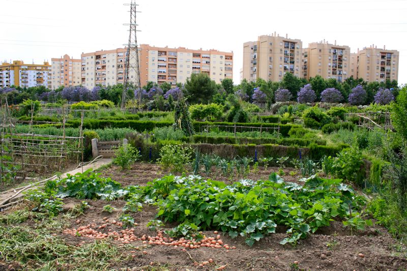 Urban garden Seville