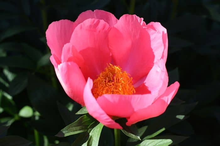 Big Pink Flower