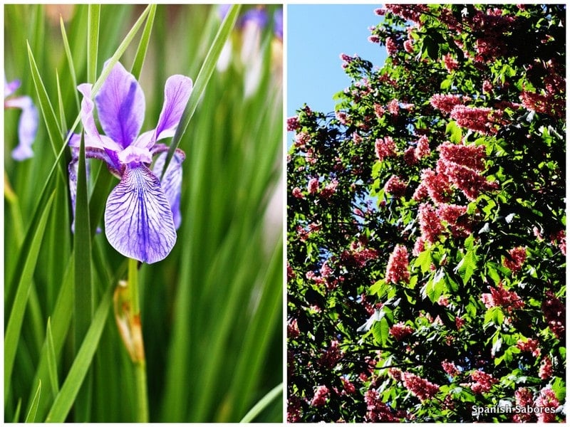 Madrid Botanical Garden 3