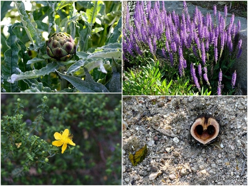 Madrid Botanical Garden 5