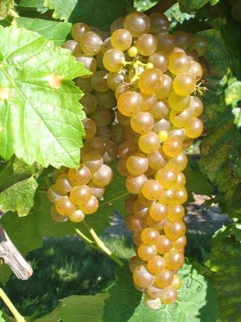 White wine grapes