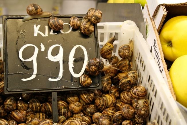 snails for sale