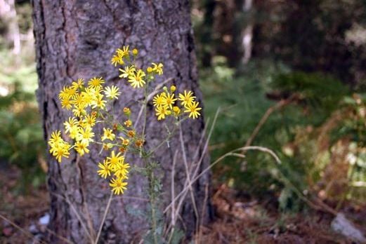 mountain flowers