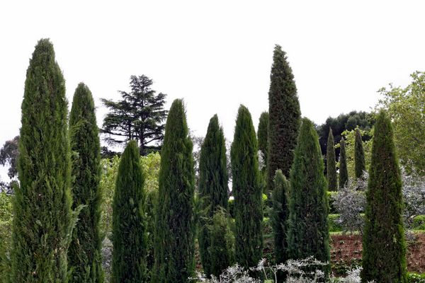 Bosque del Recuerdo Trees