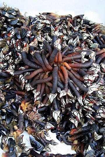 percebes