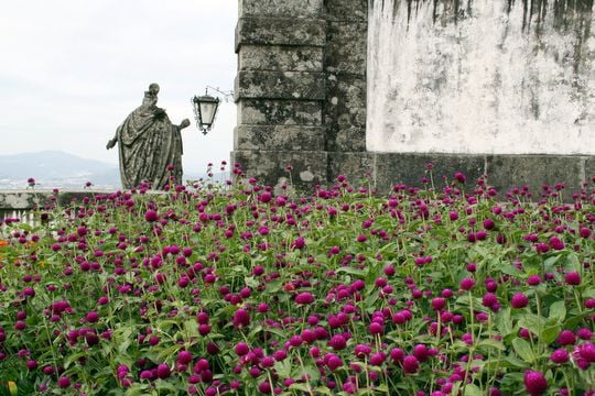 Flowers at Bom Jesus do Monte