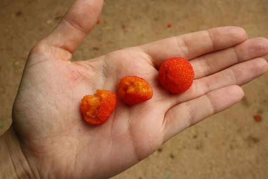 Madroño berries