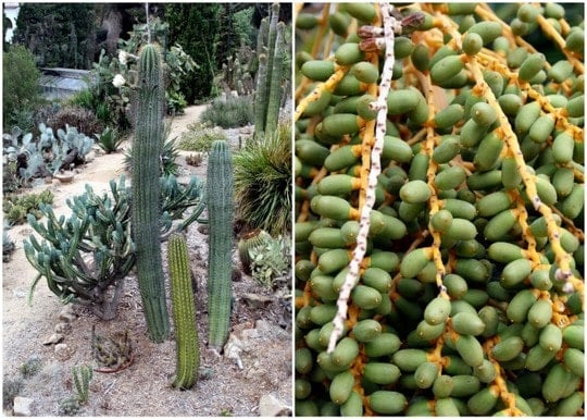 Plants at Marimurtra