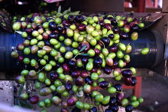 The olive harvest