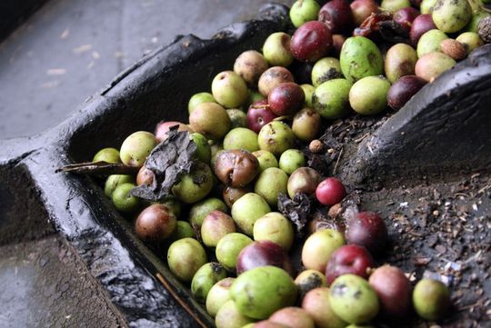 Cortijo Angulo Jaen olive oil