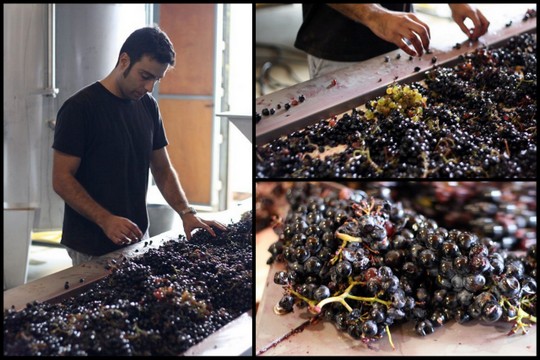 grape sorting