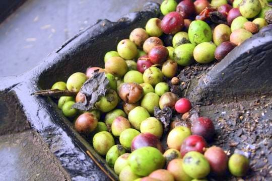 Green and purple olives with leaves and other debris in an olive mill. 