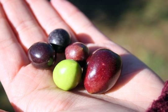 An open palm holding five olives, one bright green and the rest purple.