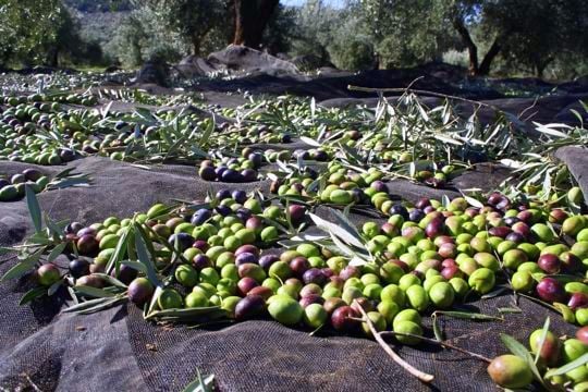 January marks the end of the olive harvest in Spain, meaning freshly pressed olive oil starts hitting the shelves!