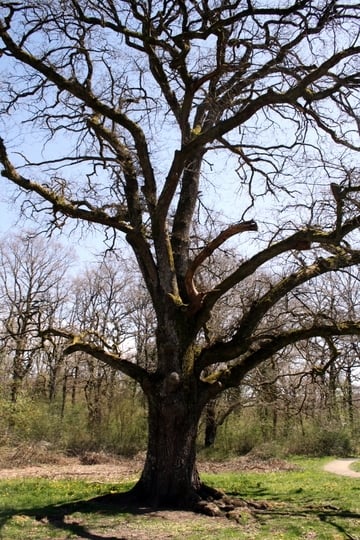 Navarra Forest