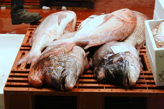 Four large raw fish laid out on a table.