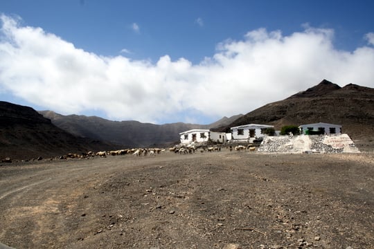 Fuerteventura goats