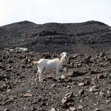 Fuerteventura goat