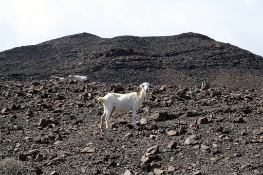 Fuerteventura goat