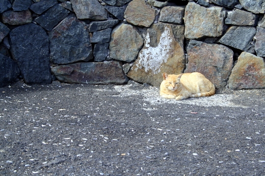 Cat in Fuerteventura