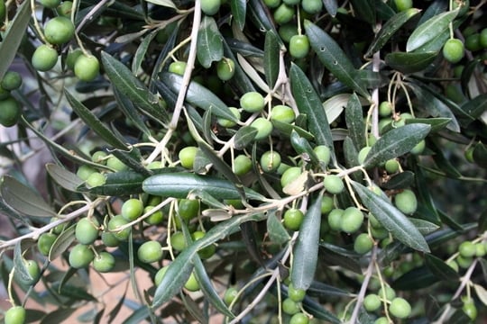 Fuerteventura olive oil Verdial