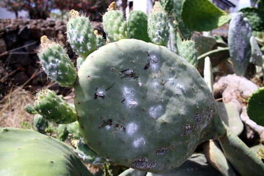 Cactus parasite Fuerteventura
