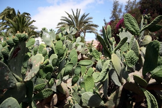 Cacti Fuerteventura
