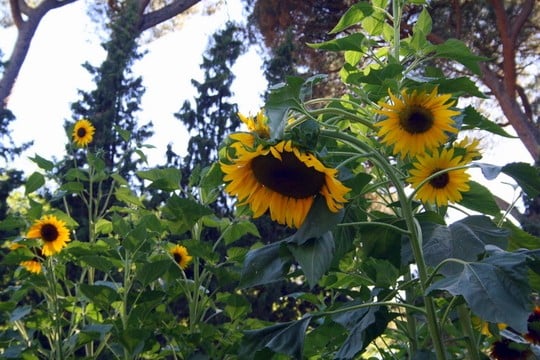 Sunflowers