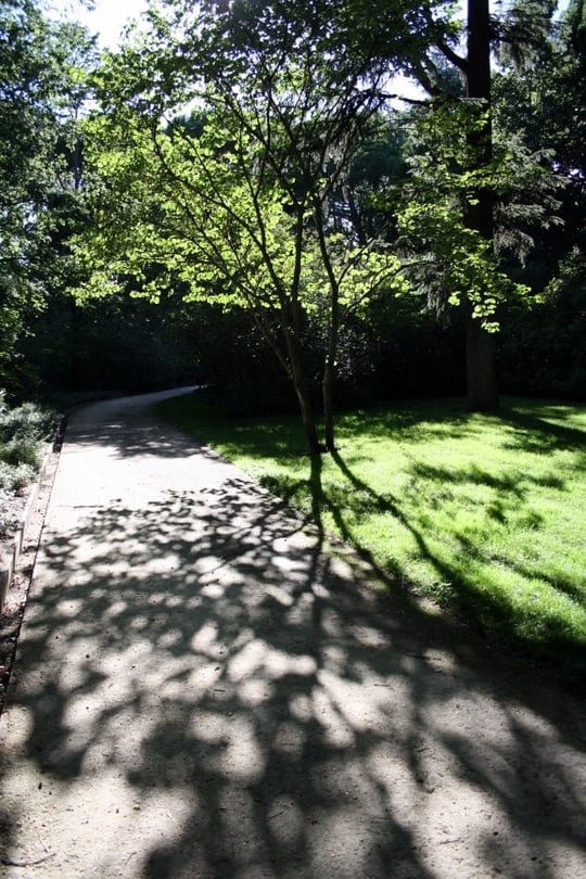 Trees in Capricho Park