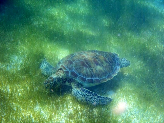 sea turtle