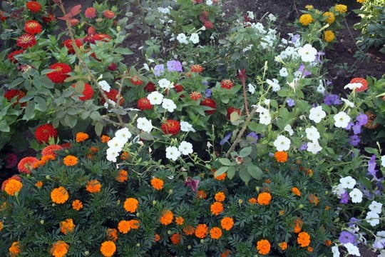 Cordoba flowers