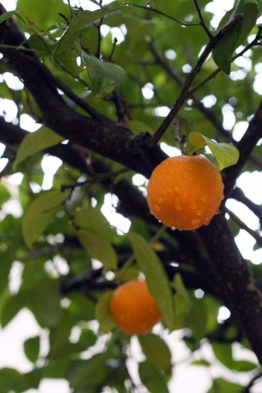 Oranges sevilla