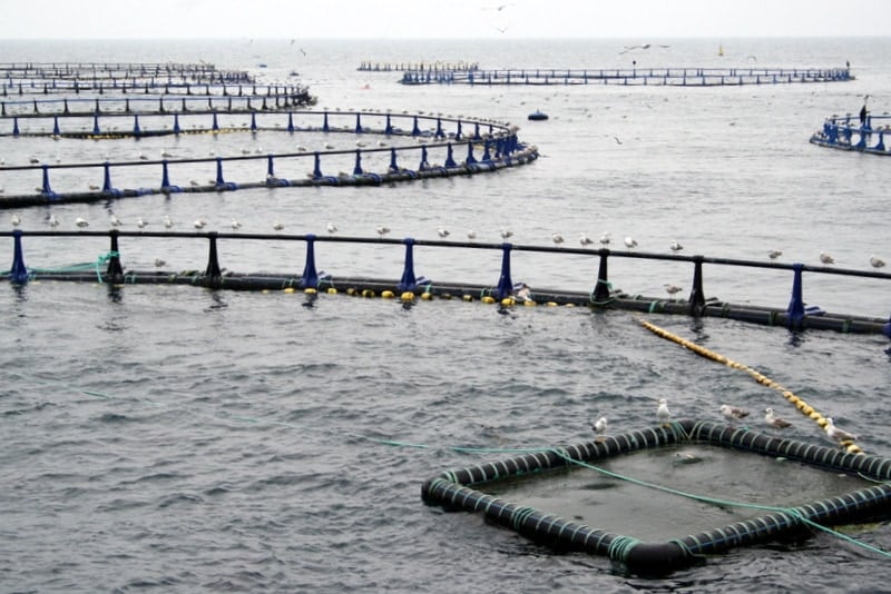 Tuna pools at tuna farms