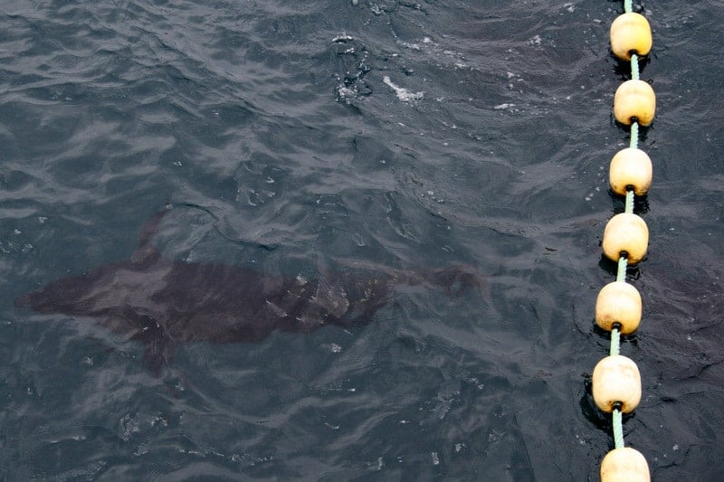 Tuna farms in Spain