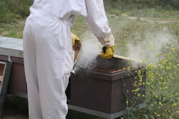 visiting honey bee hives