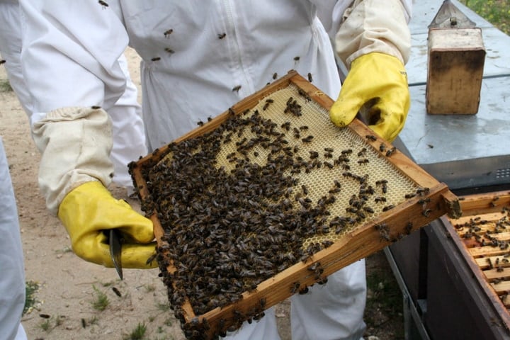 Muria honey bees