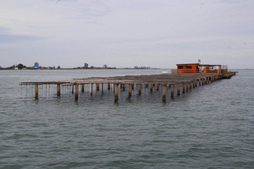 Visiting mussel farms in the Ebro River