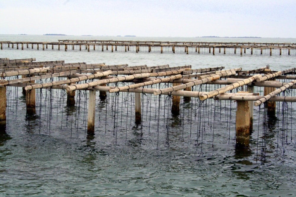 visit mussel beds in Spain